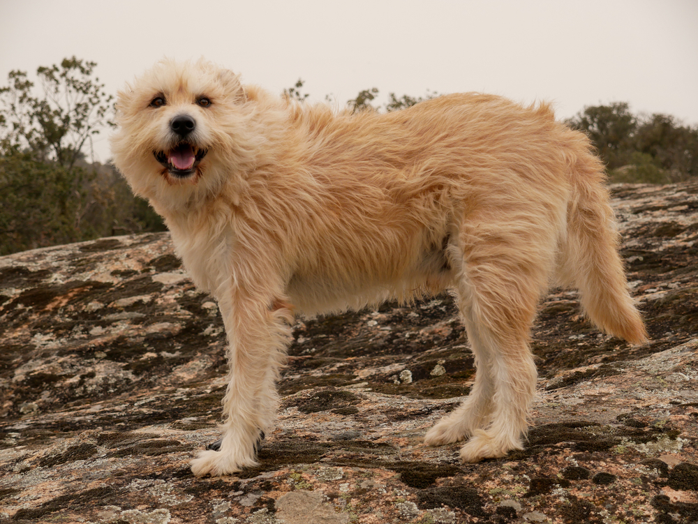 dutch-smoushond-dog-standing-outdoors