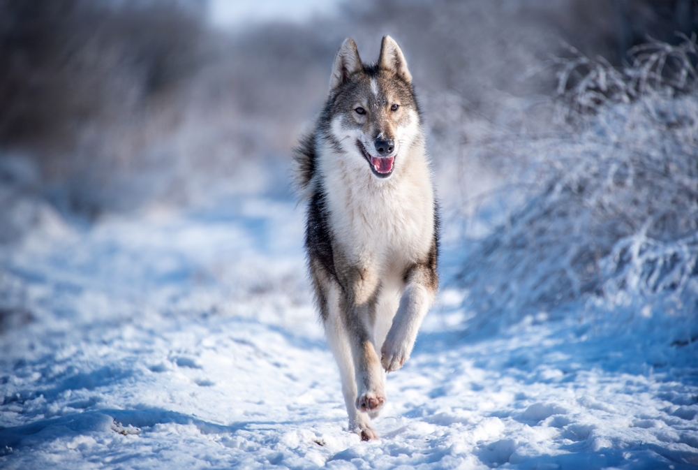 east-european-laika-running-in-the-snow