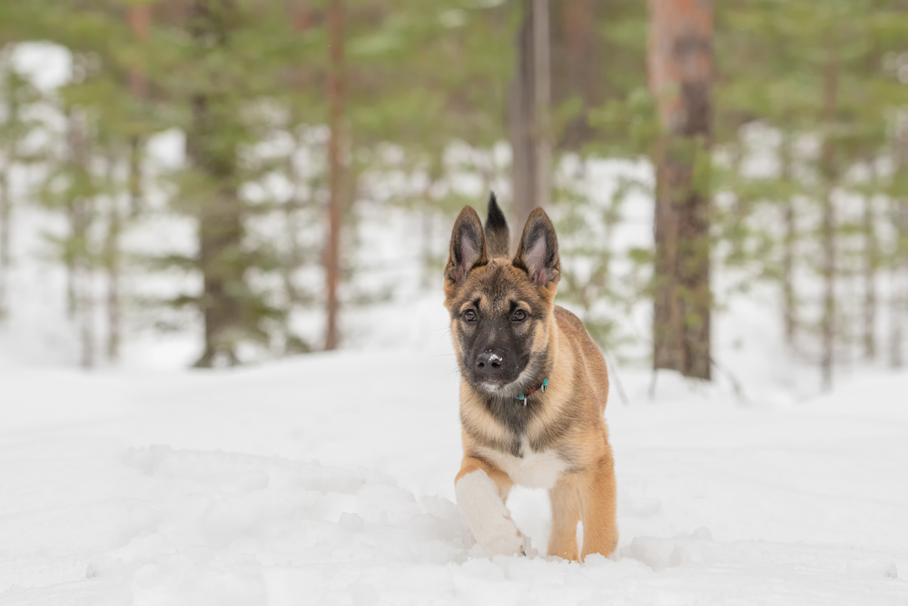 east-siberian-laika-puppy-running-in-the-snow