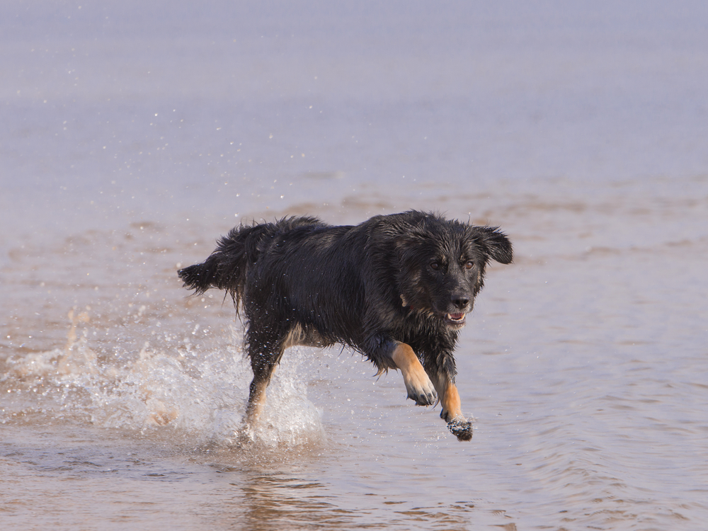 golden retriever collie cross