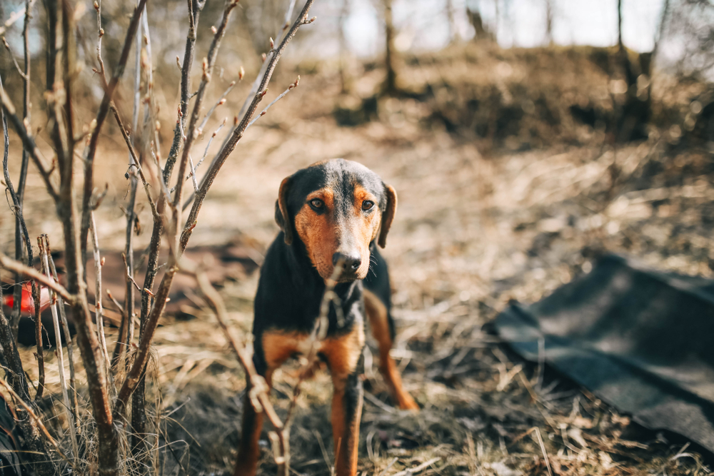 greek hound standing in the nature