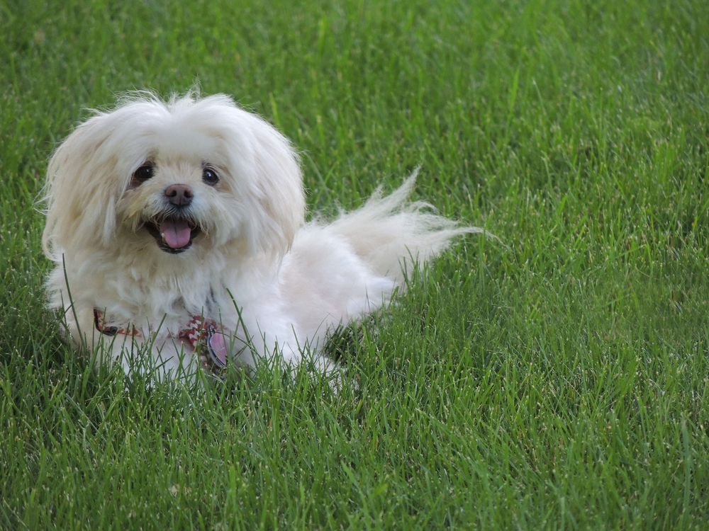havaton-laying-in-the-grass