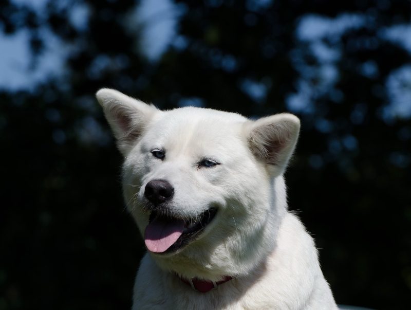 huskita close up