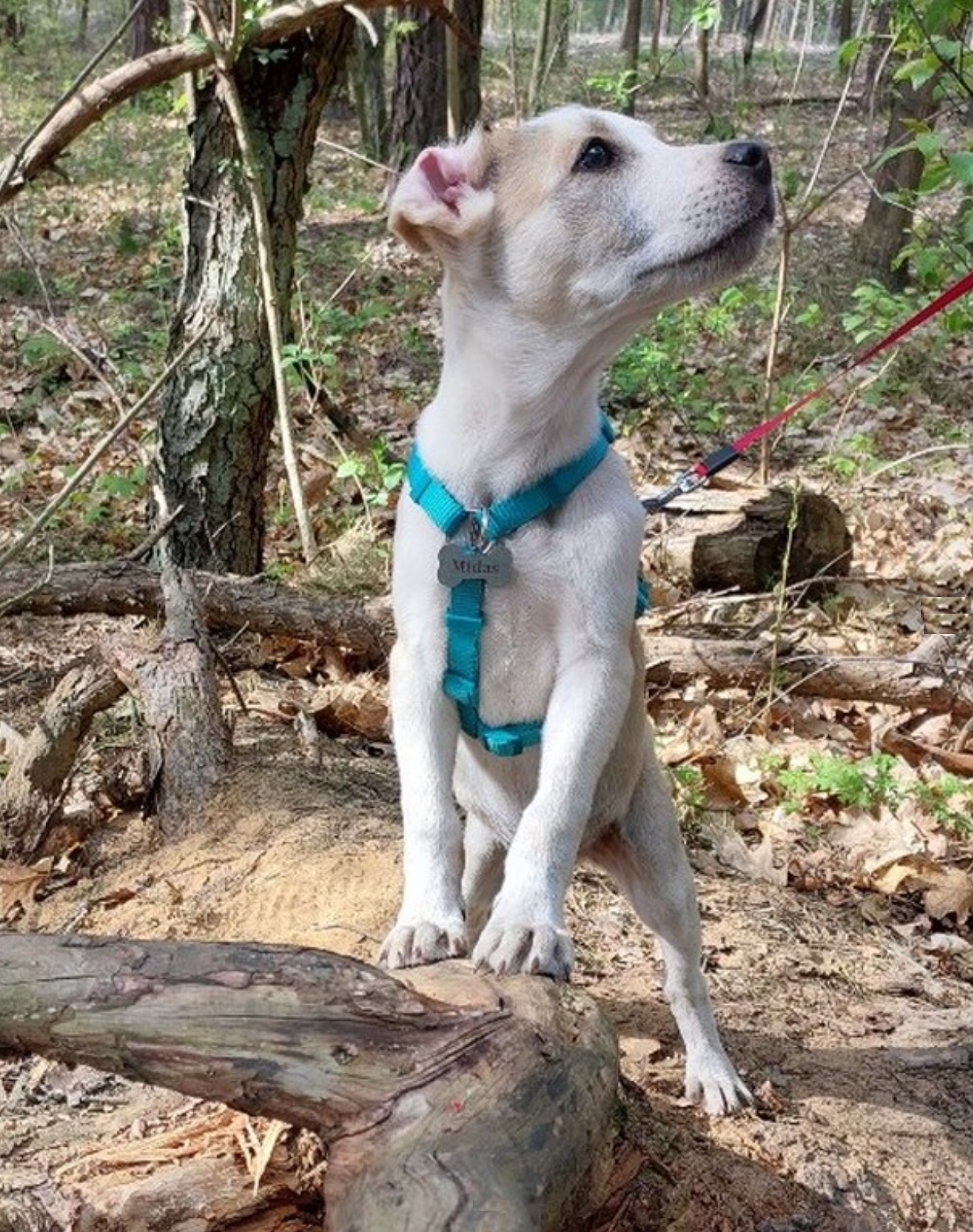 istrian shorthaired hound puppy in the forest