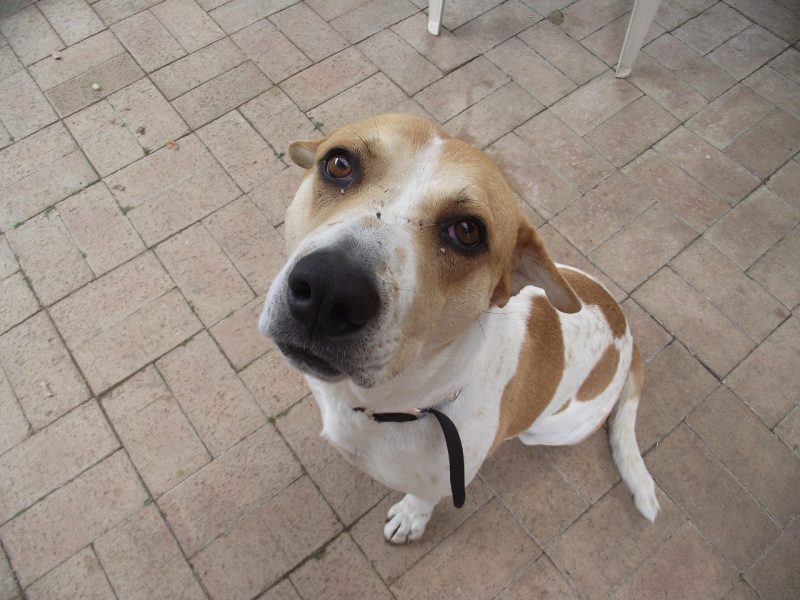 jack a bee looking up at camera sitting
