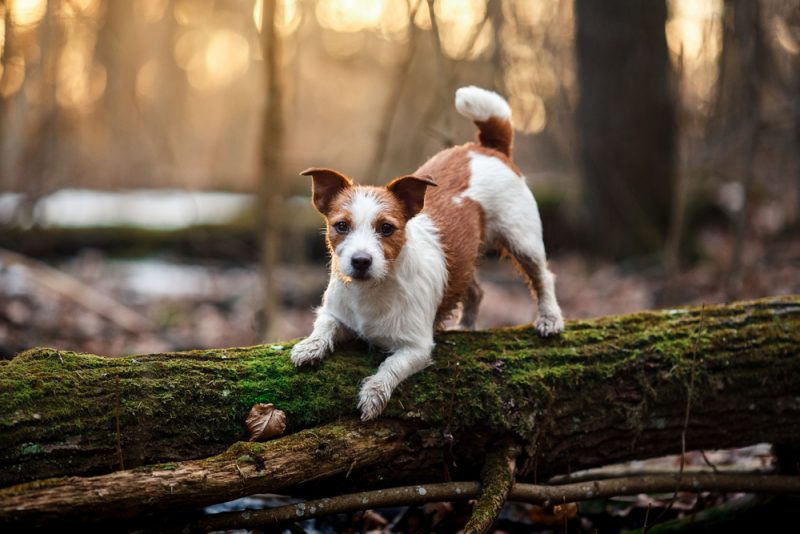 jack russell terrier dog on a log