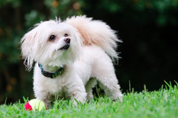 maltipoo-dog-playing-with-ball-in-field