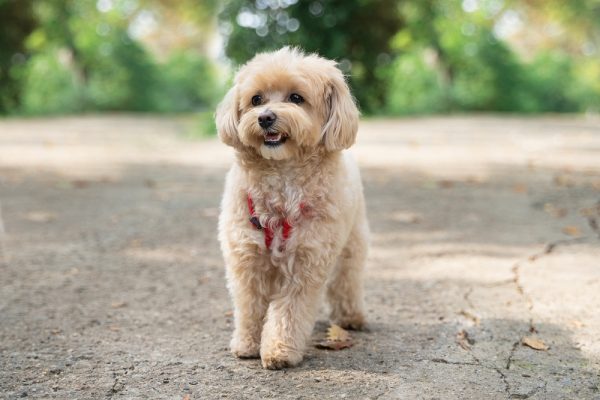 maltipoo-puppy-walking-in-the-park