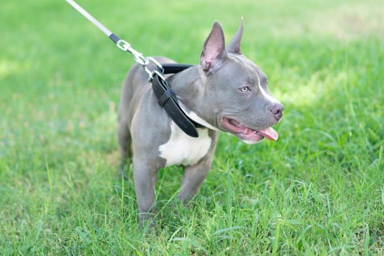 Pocket Pitbull Dog Breed: Info, Pictures, Care Guide & More – Dogster