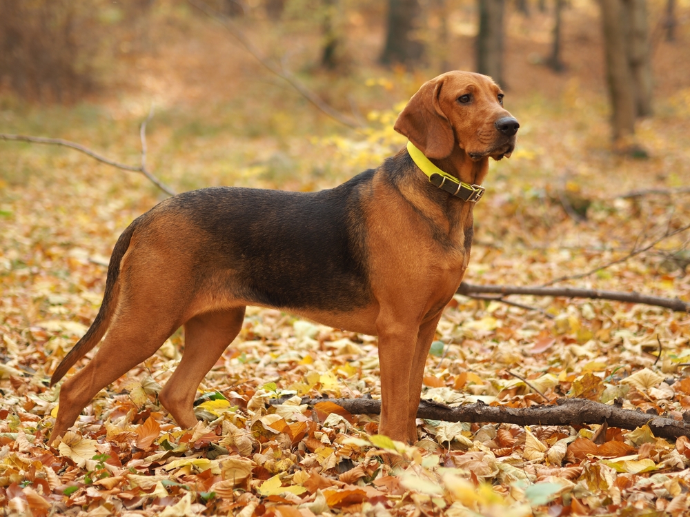 polish-hound-ogar-polski-standing-in-the-woods