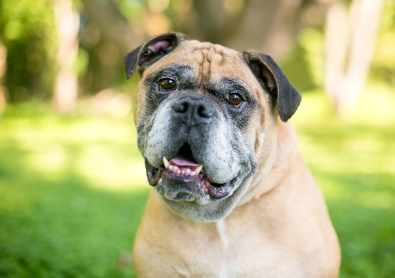 purebred-Victorian-Bulldog-listening-with-a-head-tilt