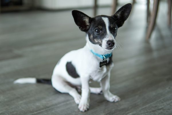 rat terrier chihuahua mix dog