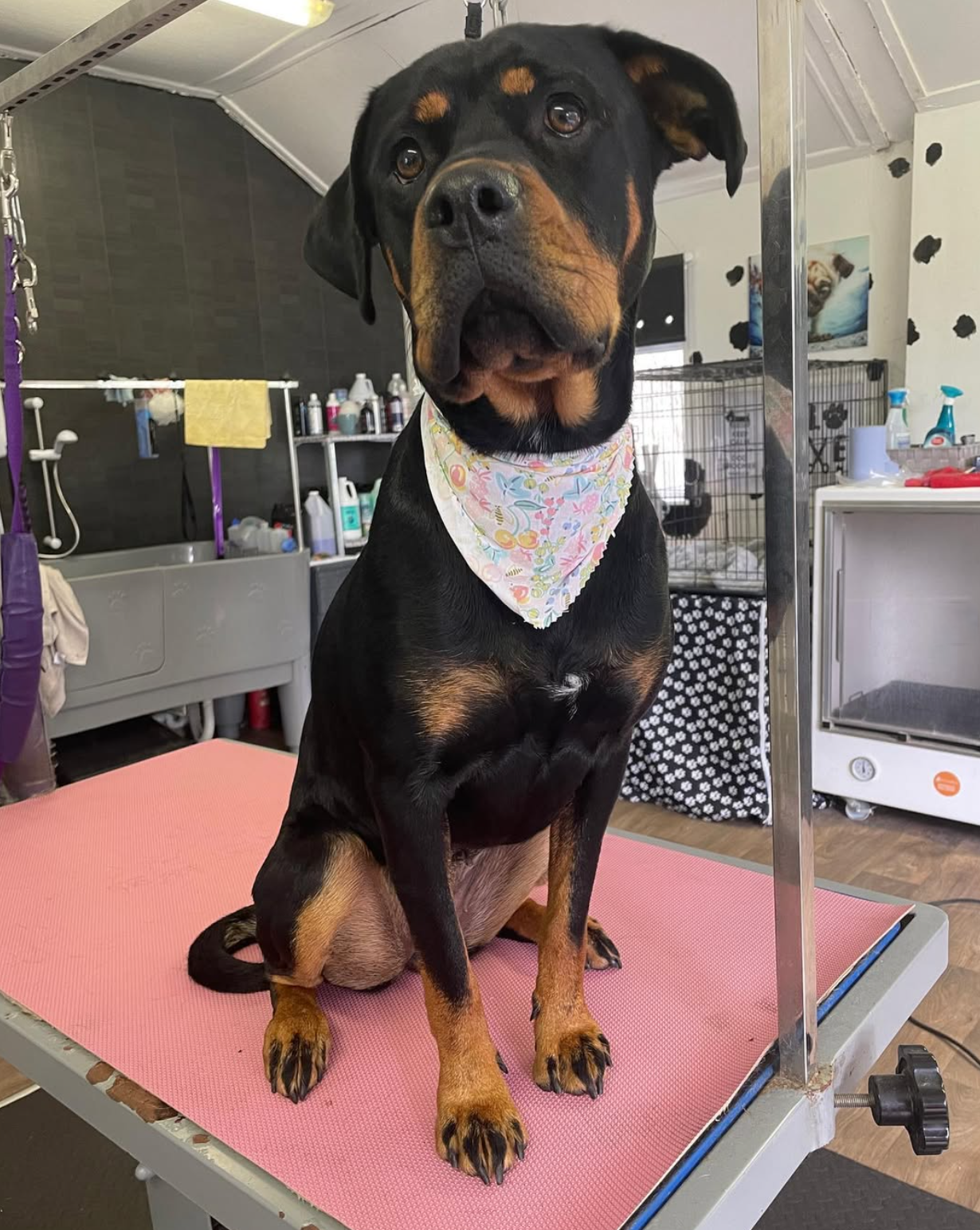 rottweiler lab mix on a grooming table
