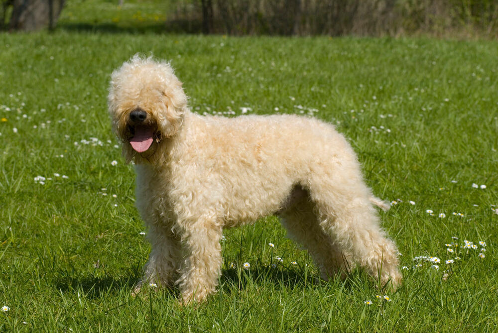 Soft-Coated Wheaten Terrier dog standing on grass