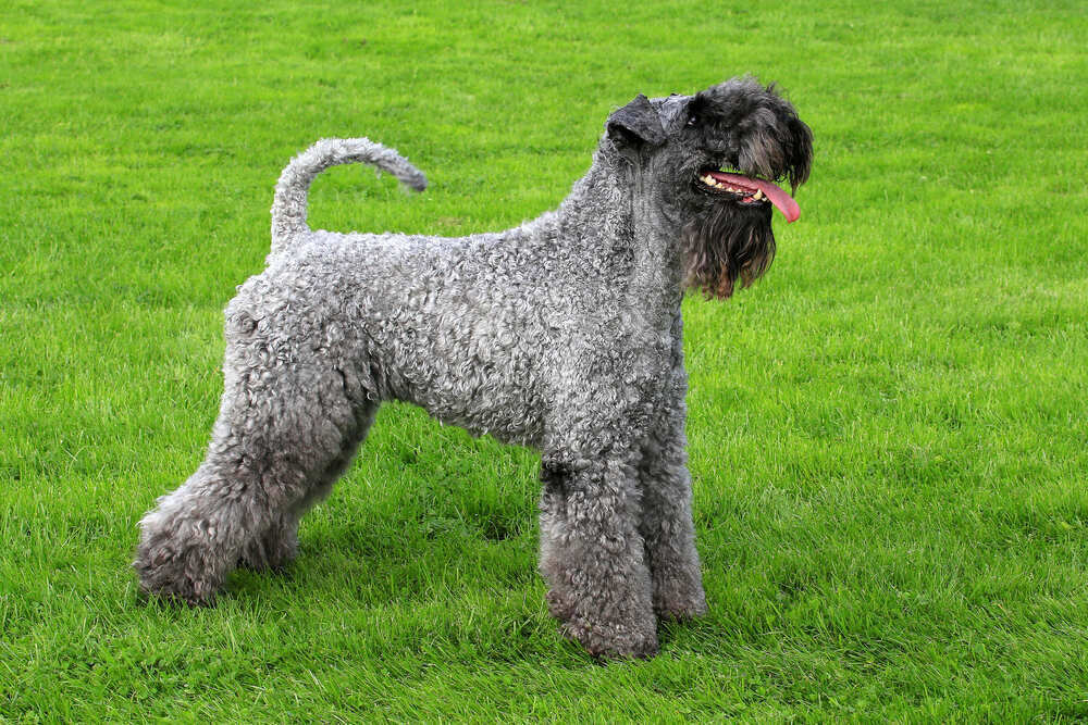 Kerry-Blue-Terrier-in-a-spring-garden