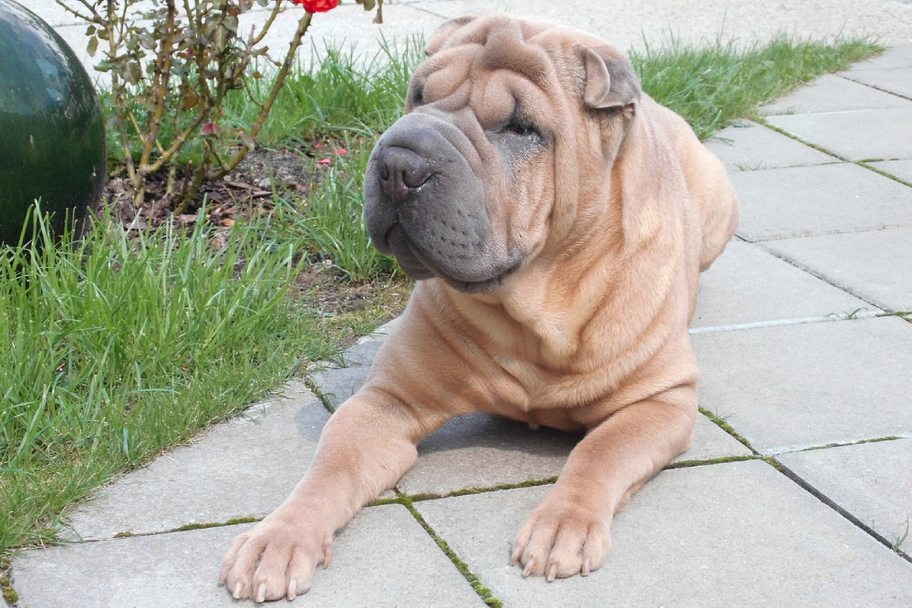shar pei dog resting outdoors