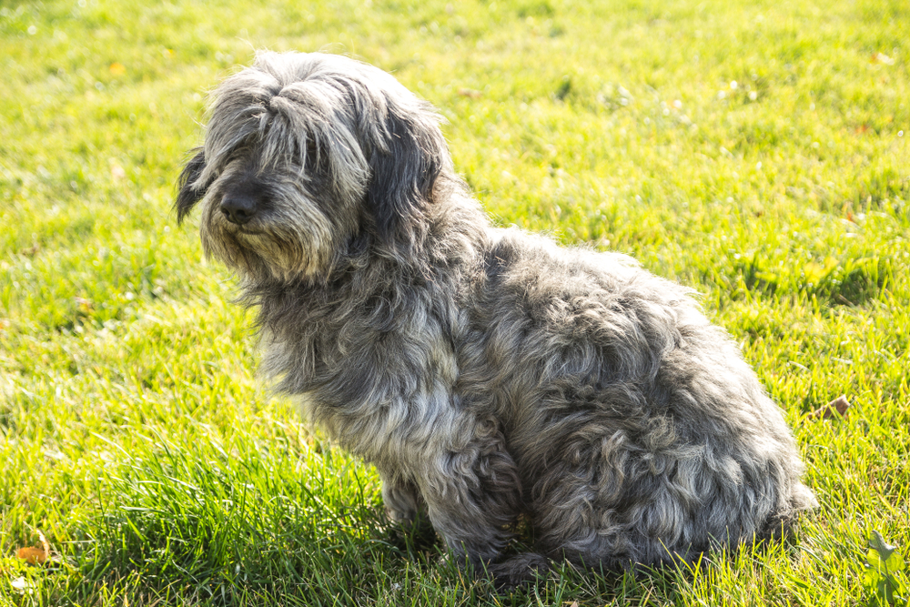 Cute Skydoodle siting in the park