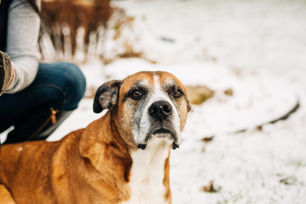 Boxer Labrador mix