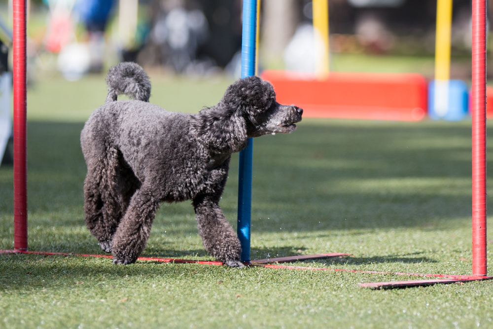 Moyen/Klein Poodle doing agility training