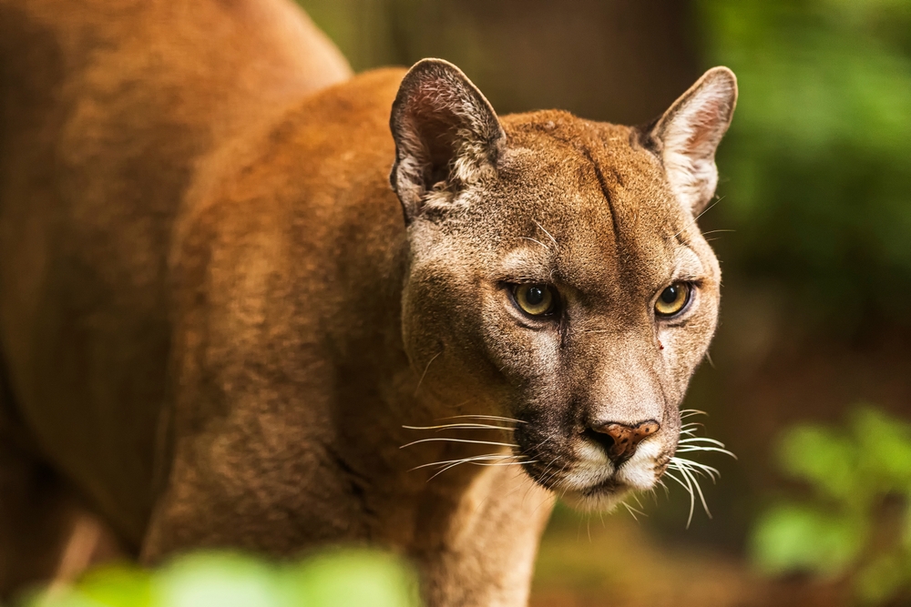 Close-up photo of a cougar in the trees