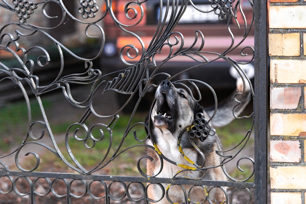 dog barks through metal fence
