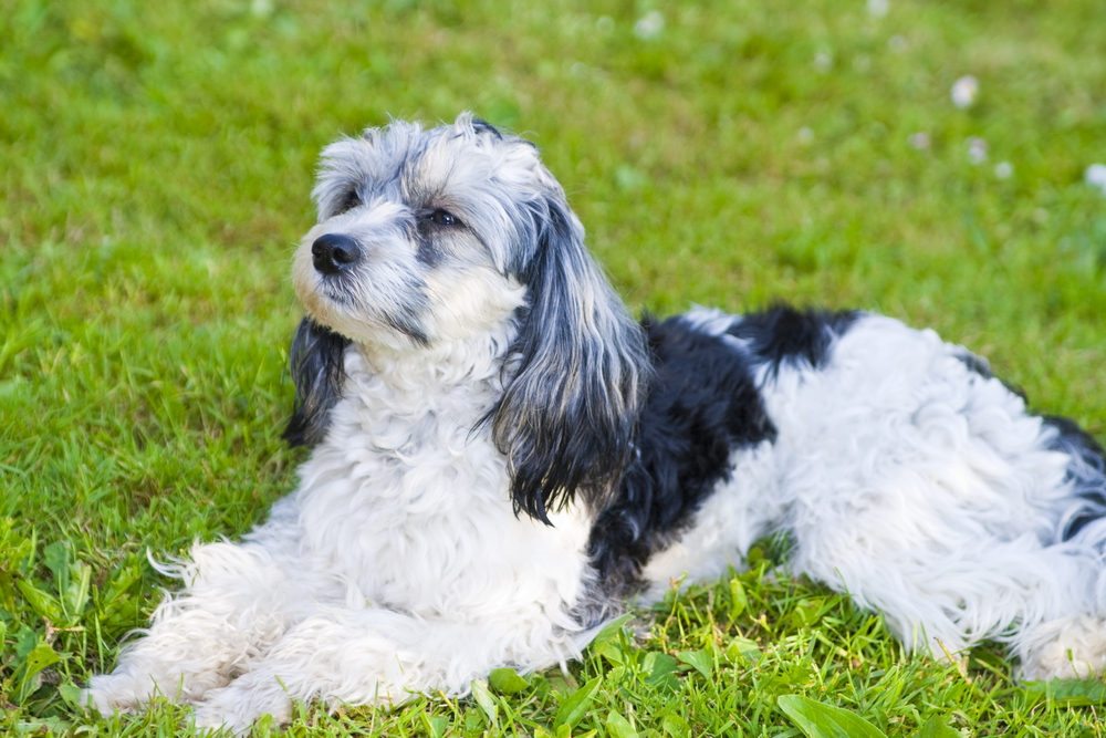 Skydoodle puppy with sad eyes lies on the grass