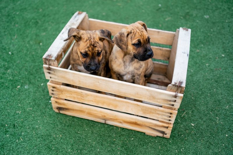 spanish-alano-puppies-in-the-box