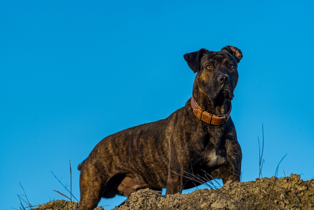 spanish bulldog alano espanol standing on the hill