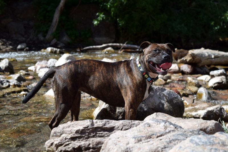 staffordshire-bull-terrier