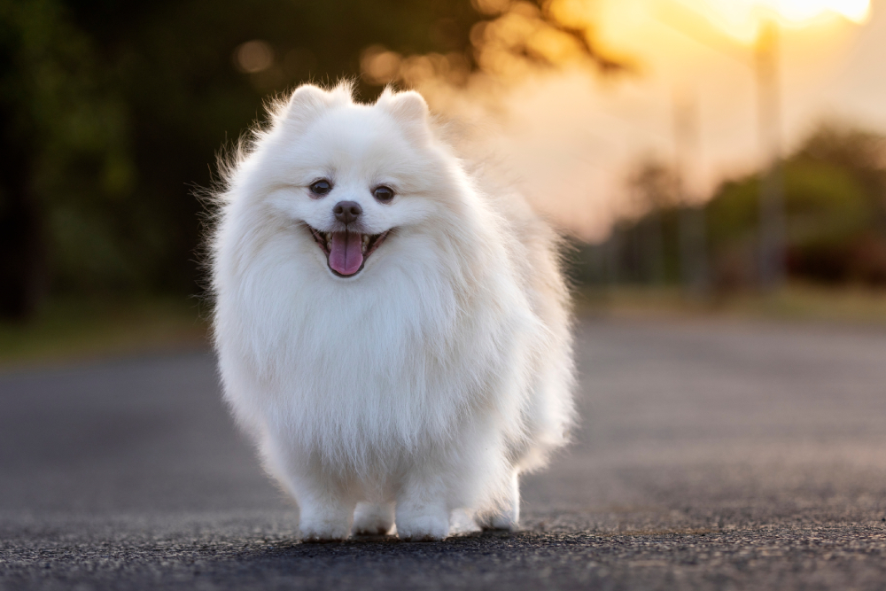 white Japanese Spitz dog standing outdoors