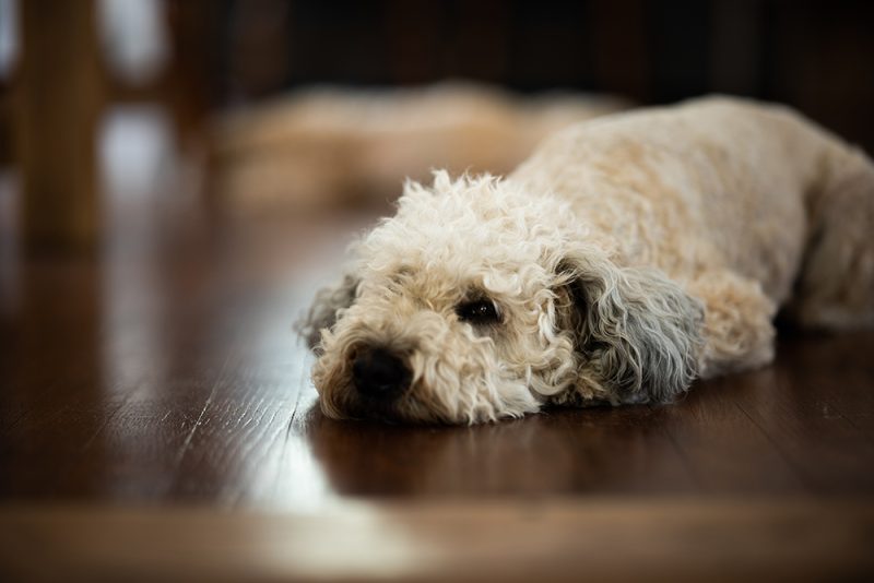 whoodle lying on the floor