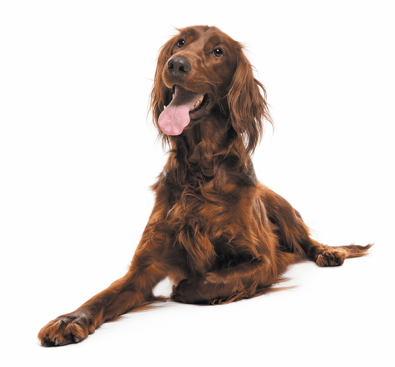 Irish Dog Breeds