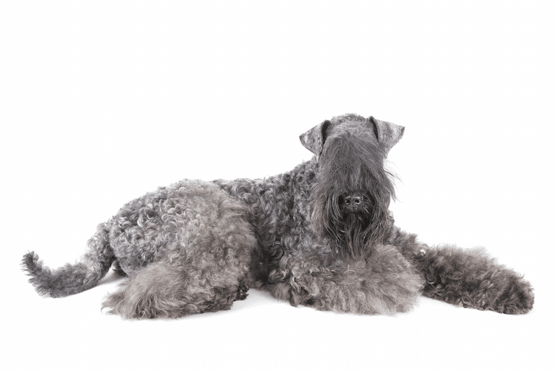 Irish Dog Breeds