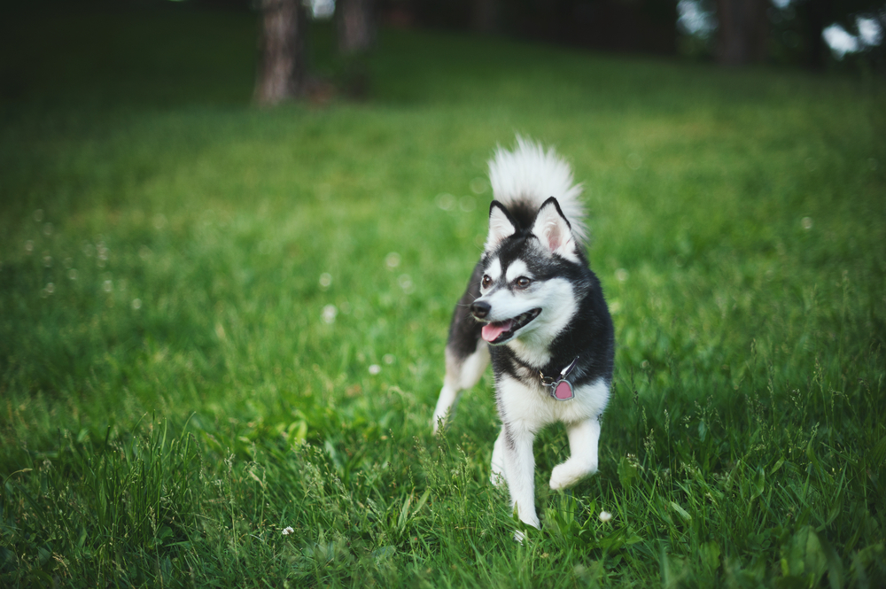 Black and White Female Alaskan Klee Kai Dog