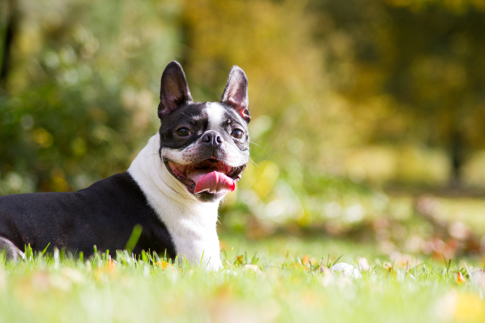 Boston terrier posing in the park. Dog in green grass