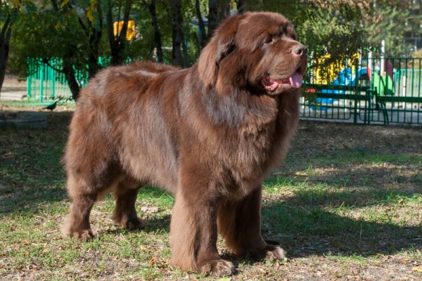 Brown Newfoundland dog standing in the park