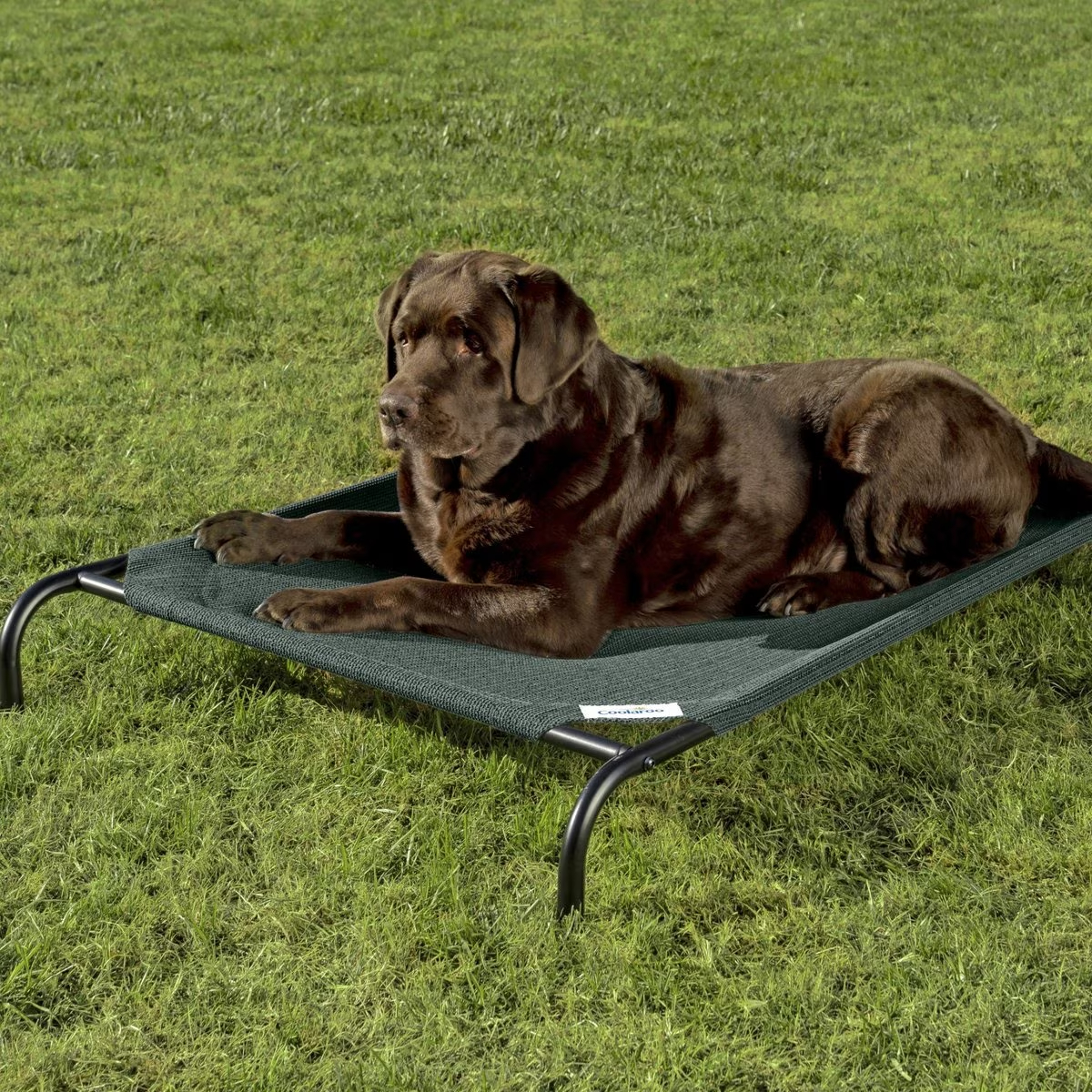 Coolaroo Steel-Framed Elevated Dog Bed new