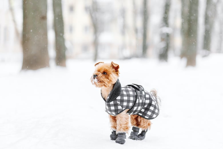Dog terrier in winter coat
