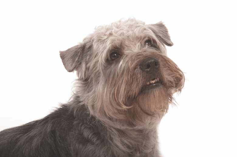 Irish Dog Breeds