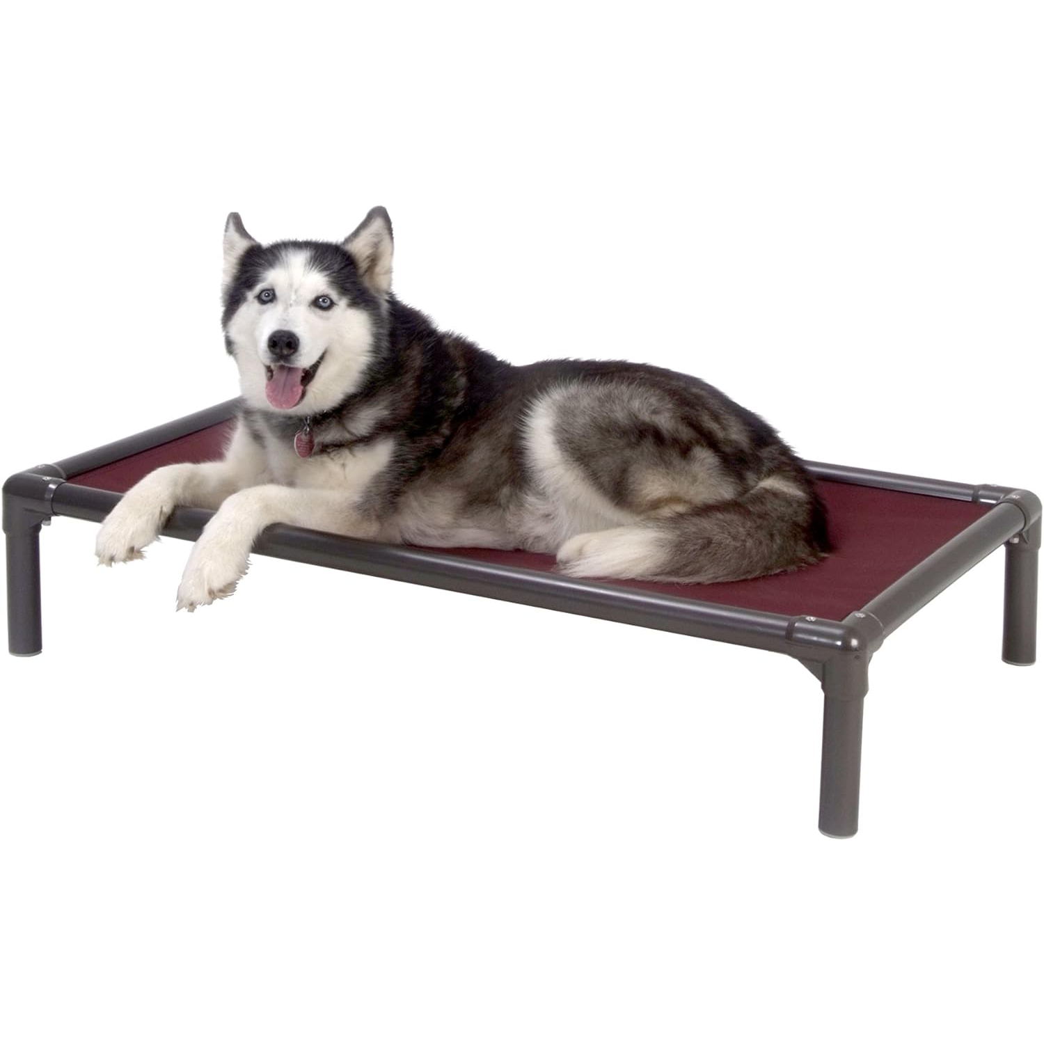 10 Best Elevated Dog Beds in 2024 Reviews & Top Picks Dogster