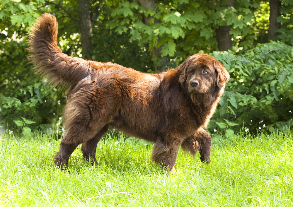 Newfoundland dog breed in an outdoor