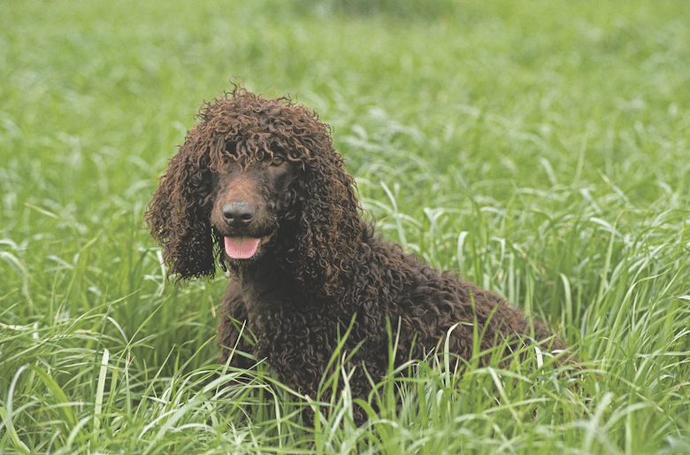 Irish Dog Breeds