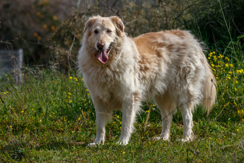 a large Basque Shepherd Dog standing on grass