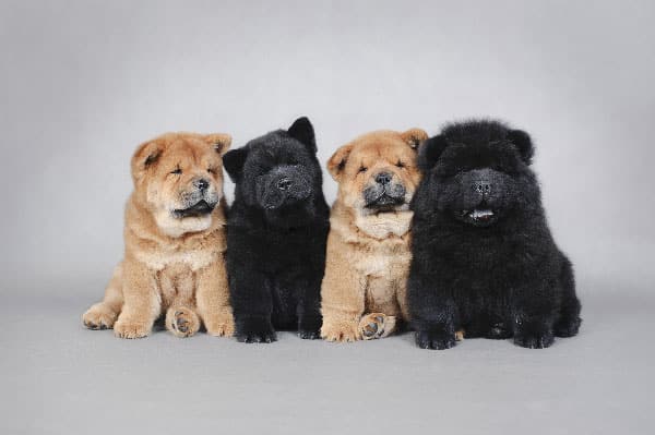 4 chow chow puppies