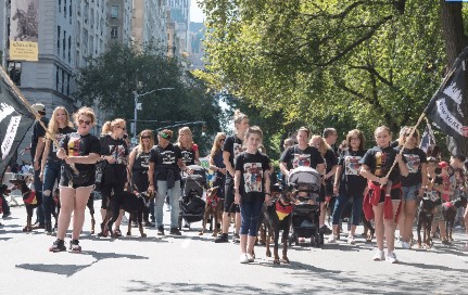 dog playgroup nyc