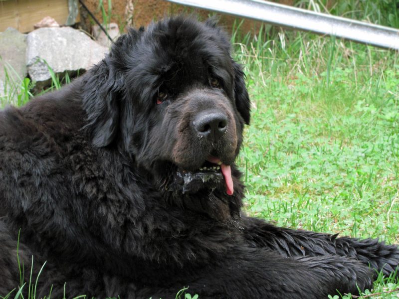 newfoundland drooling