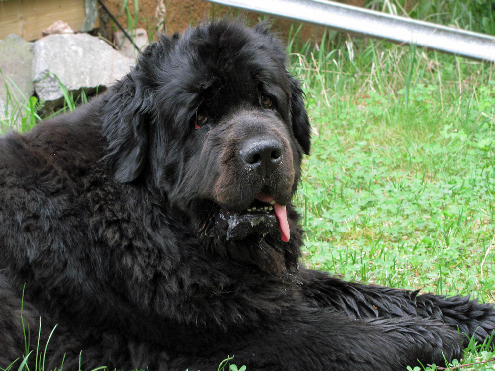 newfoundland drooling