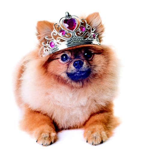 Pomeranian in crown