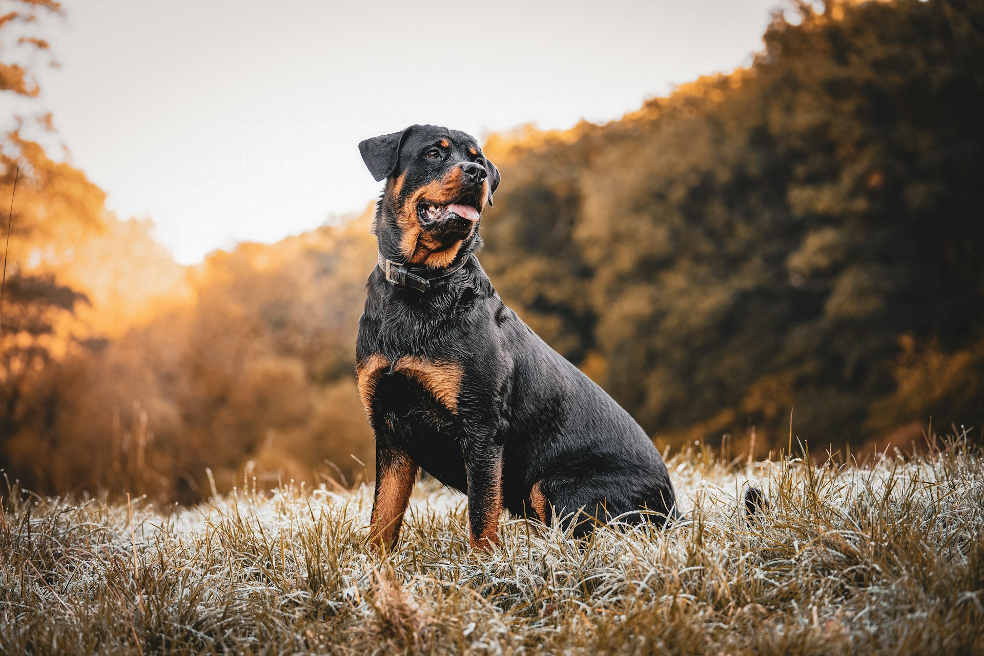 rottweiler dog sitting on the grass outdoors