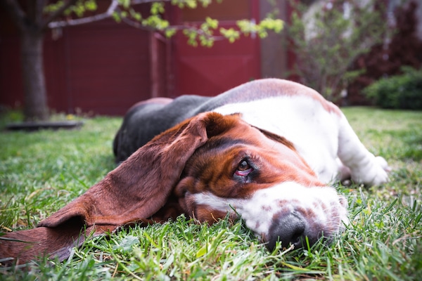 Basset Hound by momente / Shutterstock.dumbest dog breeds